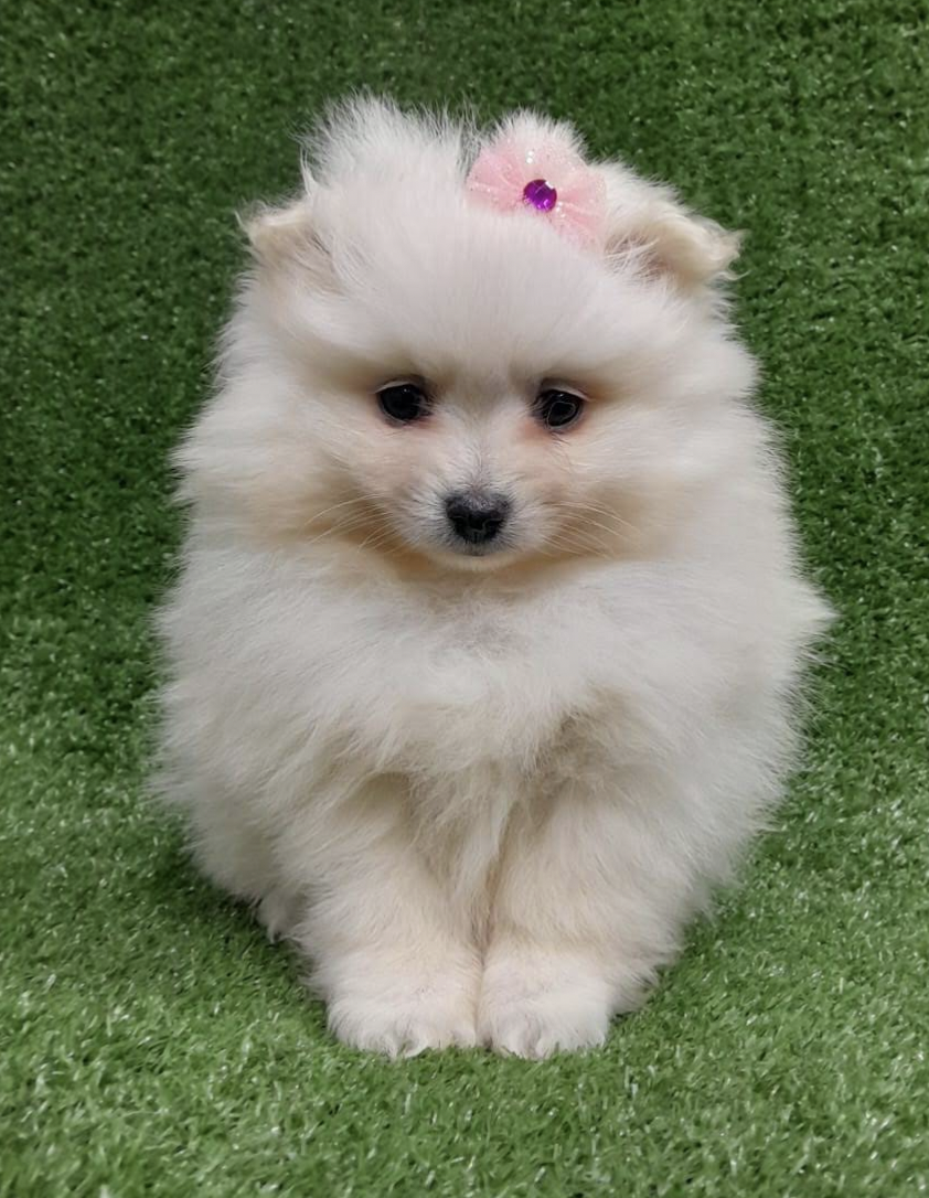 Filhote de pelagem clara com laço rosa